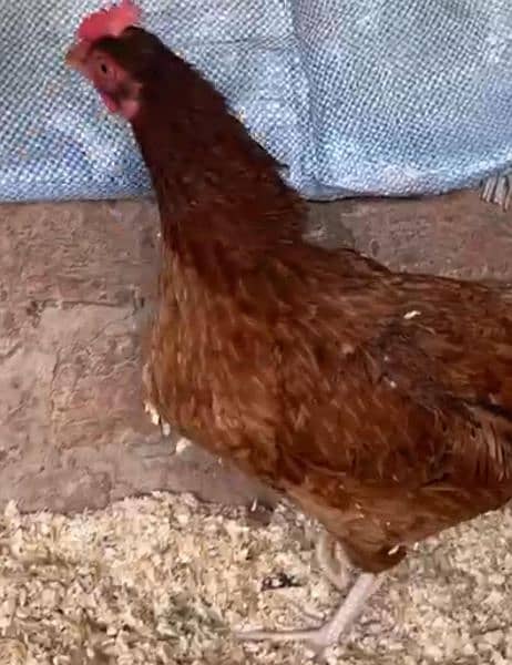 desi hens urgent for sale contact on WhatsApp 033342*70901 0