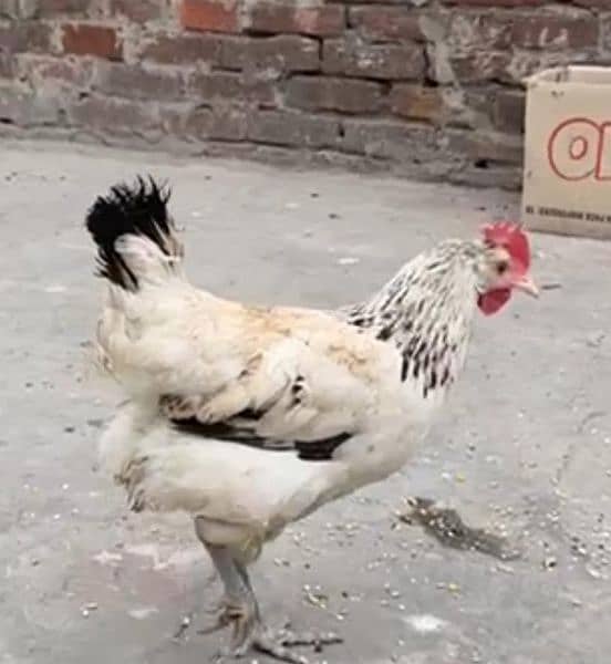 desi hens urgent for sale contact on WhatsApp 033342*70901 1