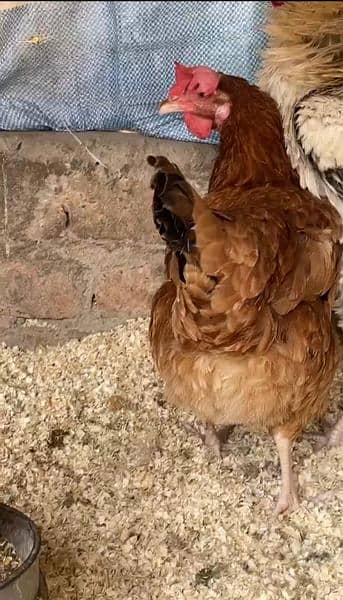 desi hens urgent for sale contact on WhatsApp 033342*70901 2