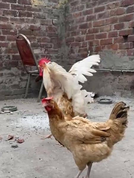 desi hens urgent for sale contact on WhatsApp 033342*70901 3