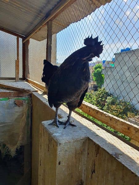 Ayam Cemani Male 0