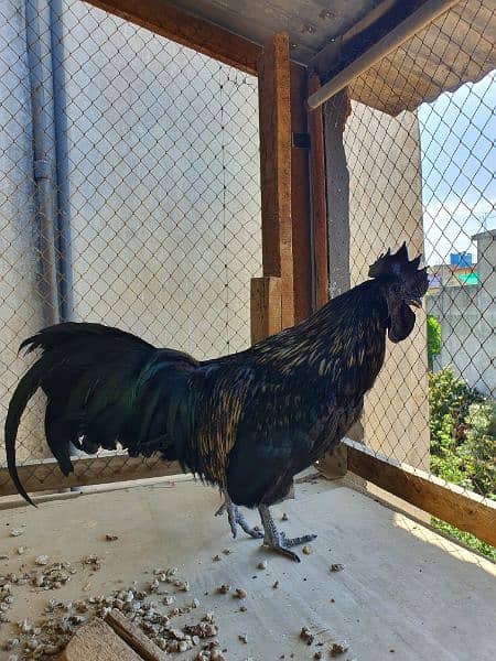 Ayam Cemani Male 3