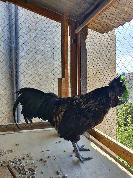 Ayam Cemani Male 5