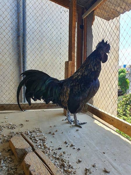 Ayam Cemani Male 7