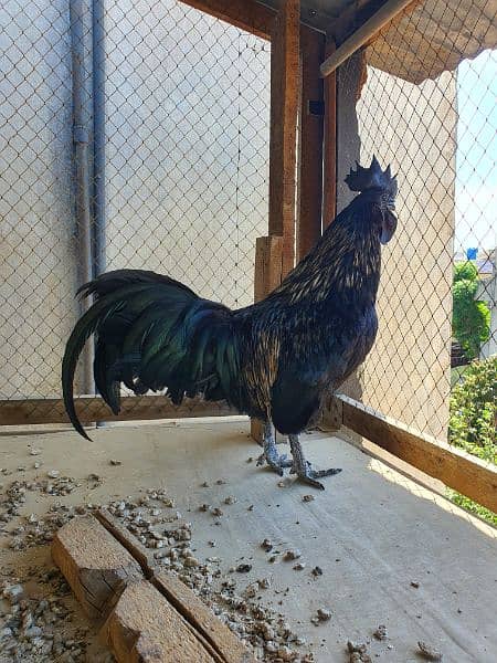 Ayam Cemani Male 8