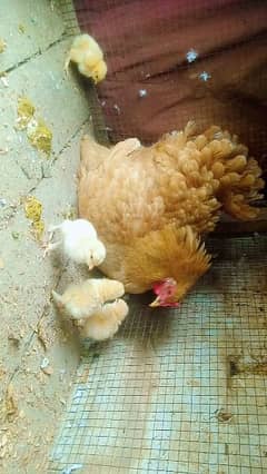 Pure Golden buff with 5 chicks