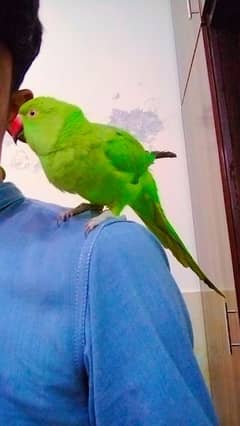 ringneck pair hand tamed