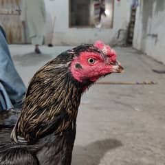 8 months Aseel Mianwali breed Rooster