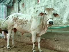 Cow Cholastani Bichola 2 Dant  3.5 Man Weight
