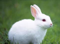 white rabbits with red eyes