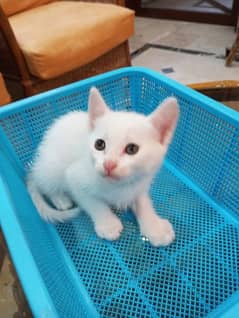 Semi persian kitten of 1 month