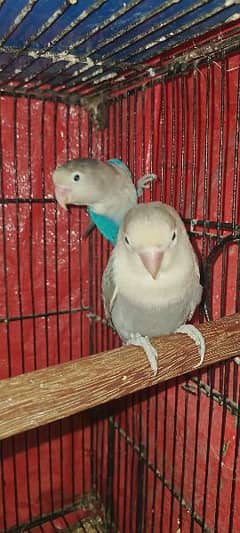 Love birds Fischeri Pair Blue + Muave