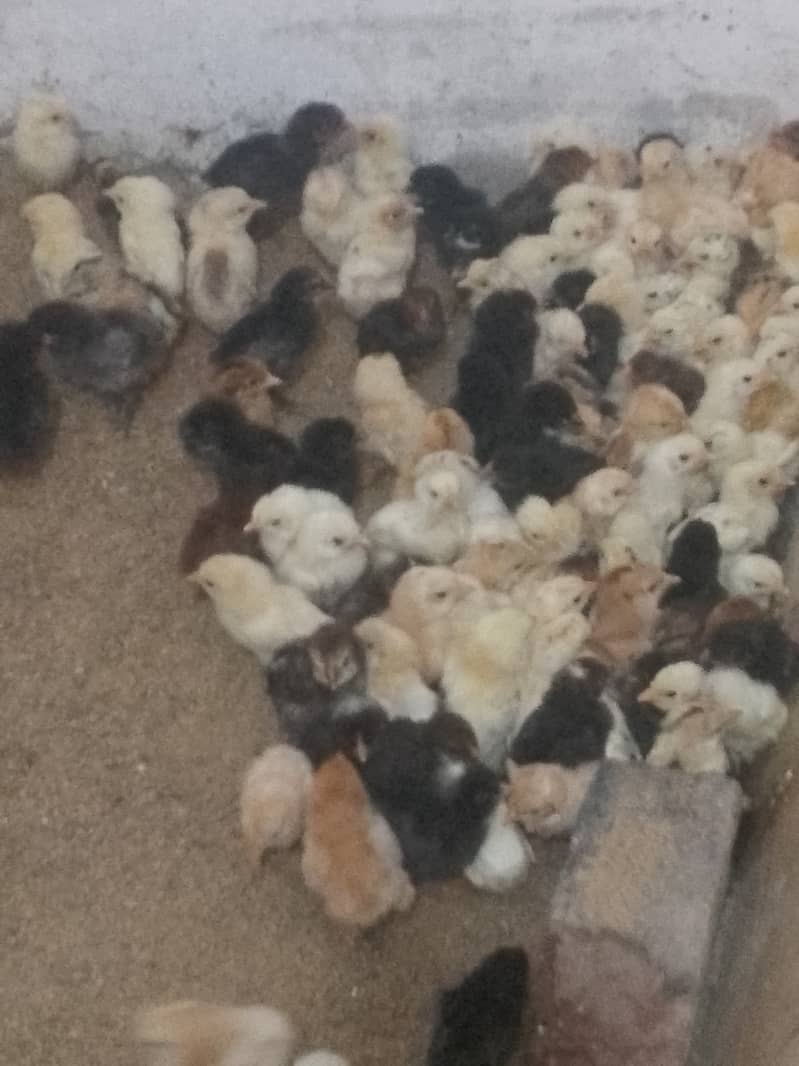 CHICKS FOR SALE  MISRI GOLDEN 0