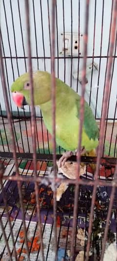 Green Ringneck parrot 0
