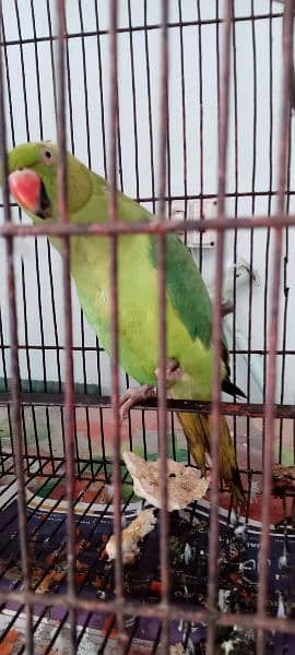 Green Ringneck parrot 2