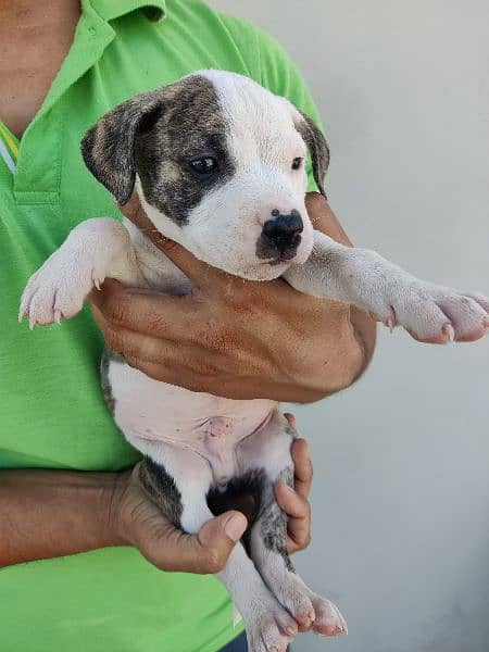 pure bread pitbull pups available 2