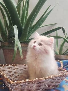 Persian Female kitten