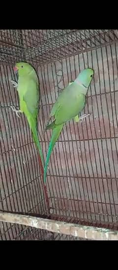 Beautiful green Bird