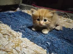 Persian Cat For Sale / Pair  hai 0