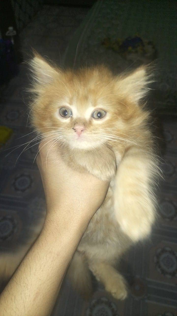 Persian Cat For Sale / Pair  hai 4