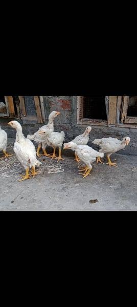 Aseel Hera Chicks for sale 0