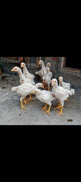 Aseel Hera Chicks for sale 1