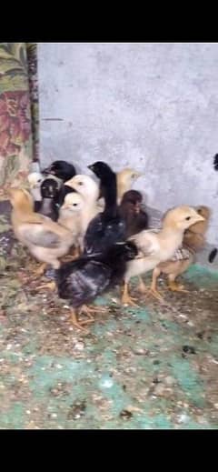 pure aseel chicks 10 days