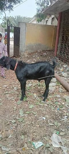 bakra or dumba for sale
