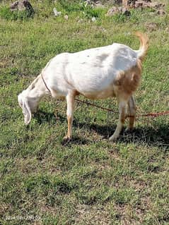 Pregnant Pink Rajanpuri Goat for Sale