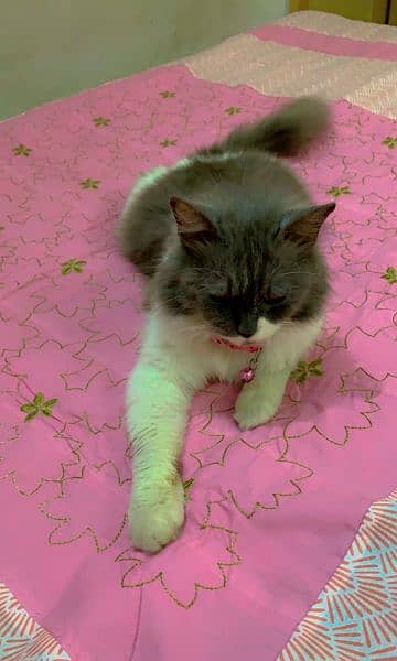 Persian Cat Friendly For Sale 2