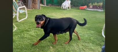 A  pedigree female trained Rottweiler