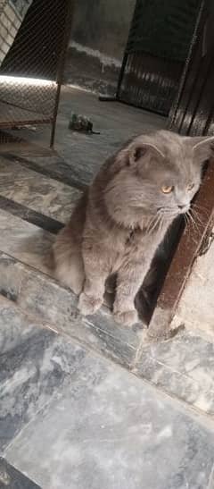 Persian Cat Grey Color Triple Coat