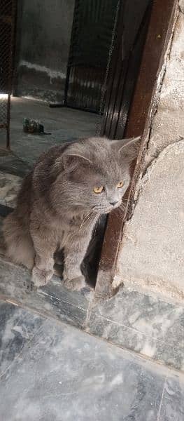 Persian Cat Grey Color Triple Coat 1