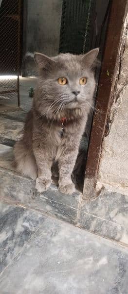 Persian Cat Grey Color Triple Coat 2