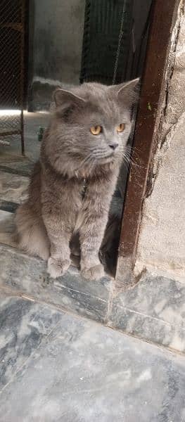 Persian Cat Grey Color Triple Coat 3