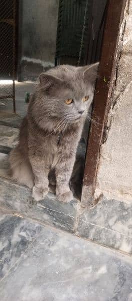 Persian Cat Grey Color Triple Coat 4