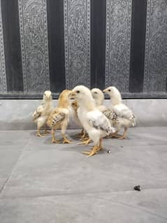 Pure mianwali aseel chicks for sale, mianwali aseel chuze for sale