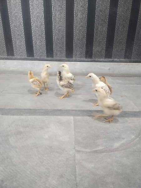 Pure mianwali aseel chicks for sale, mianwali aseel chuze for sale 1