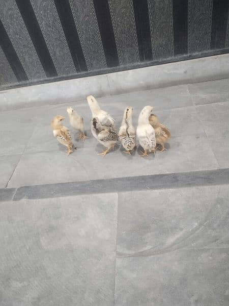 Pure mianwali aseel chicks for sale, mianwali aseel chuze for sale 3