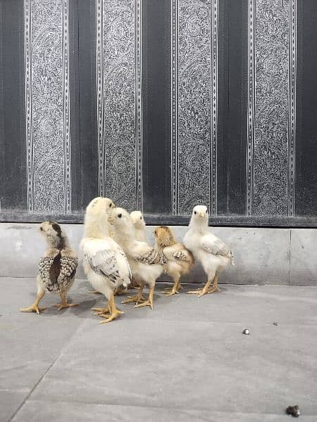 Pure mianwali aseel chicks for sale, mianwali aseel chuze for sale 4