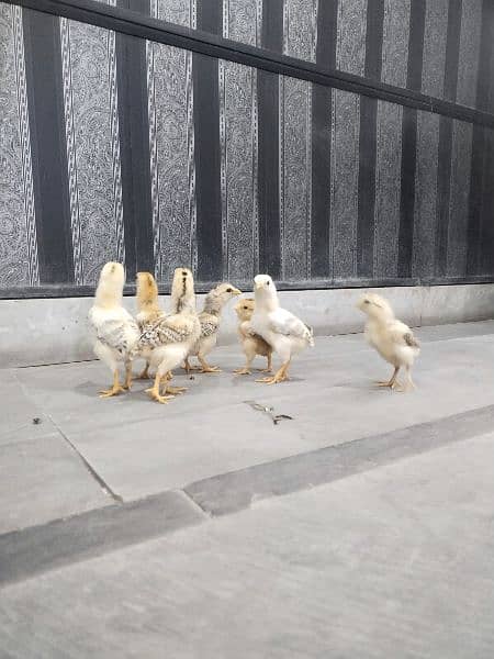 Pure mianwali aseel chicks for sale, mianwali aseel chuze for sale 5