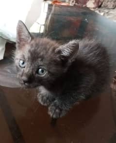 Semi Persian kitten of 1 month