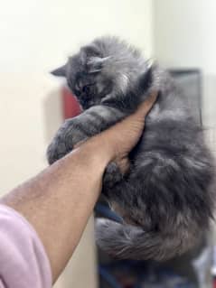 Persian cat baby