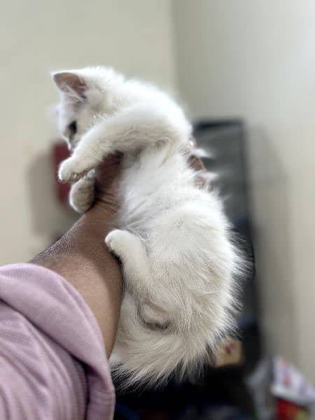 Persian cat baby 3