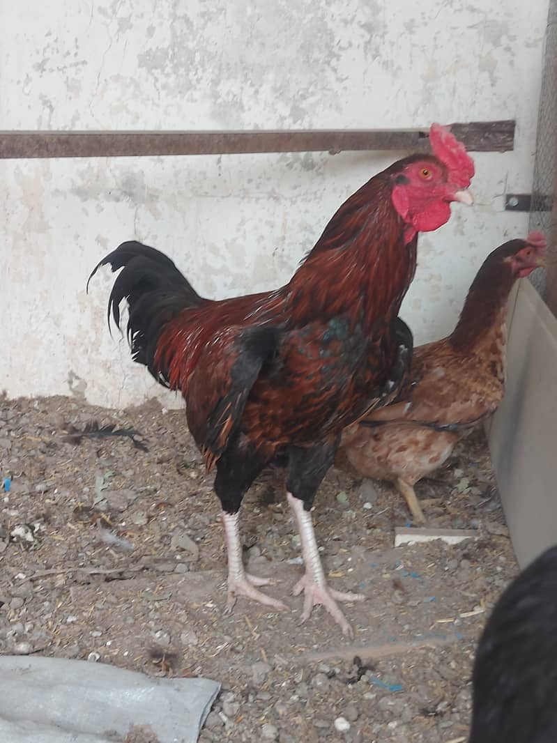 Hens for Sale 2