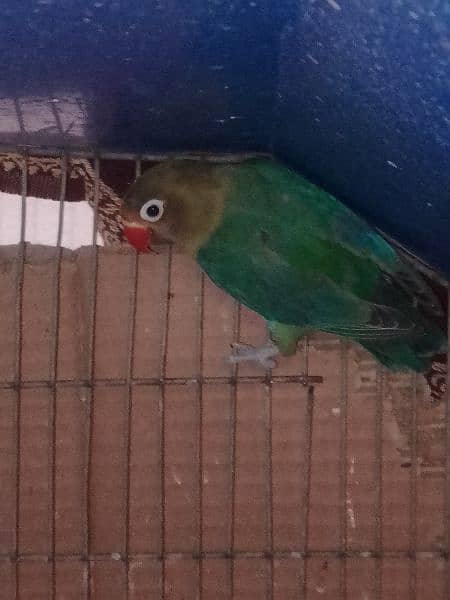 lovebird and black masked love birds for sale 2