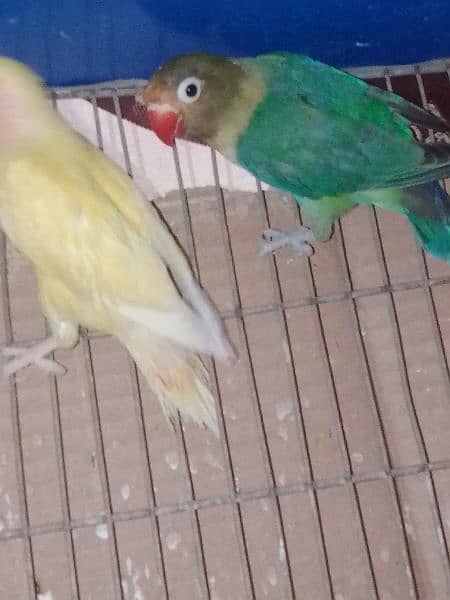 lovebird and black masked love birds for sale 1