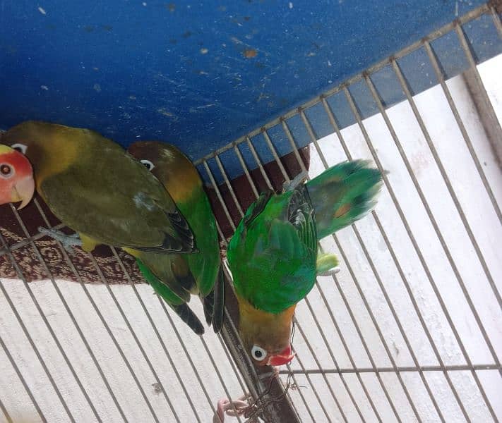 lovebird and black masked love birds for sale 3