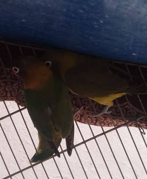 parblue lovebird and black masked love birds for sale 3