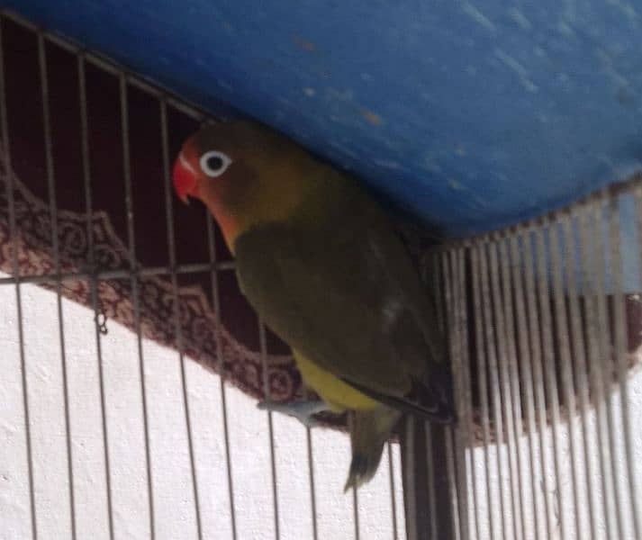 parblue lovebird and black masked love birds for sale 4